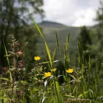 Hovringen Lodge *